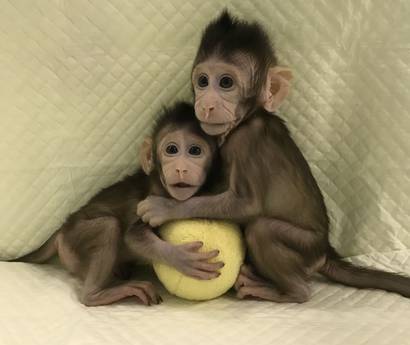 scimmiette clonate